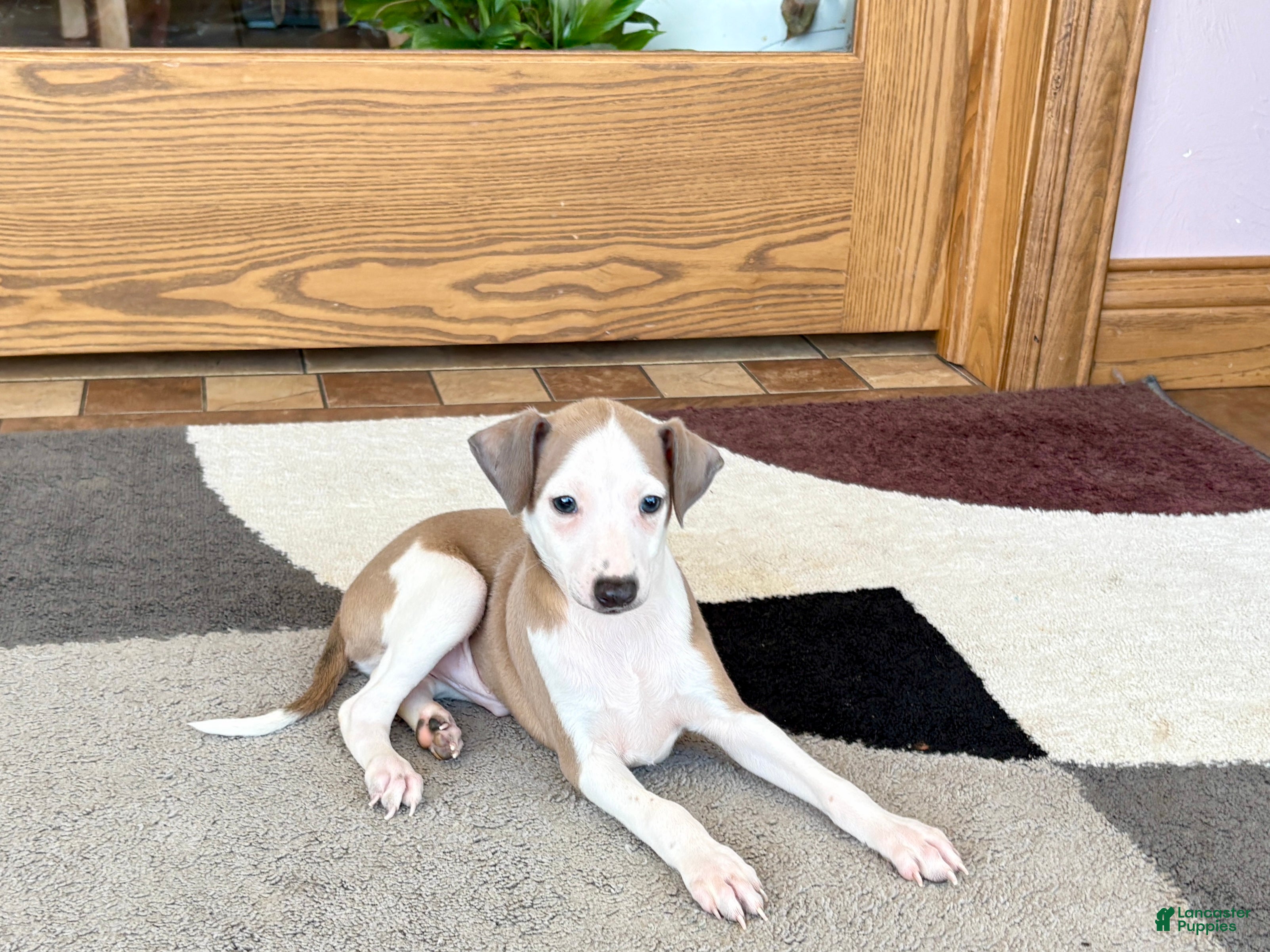 Italian Greyhound dogs Donnie  - Ad 2