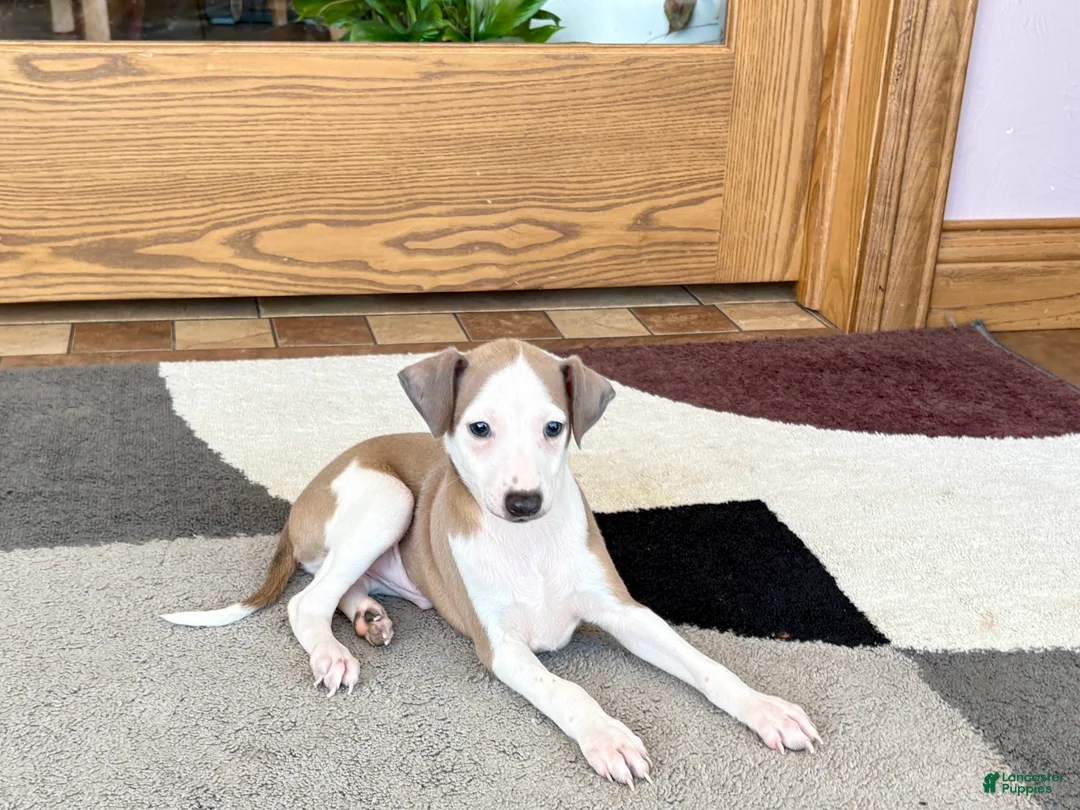 Italian Greyhound dogs for sale: Donnie  - Ad 2
