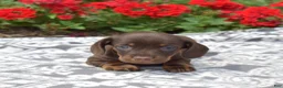 Miniature Dachshund dogs for sale: Star - Ad 5