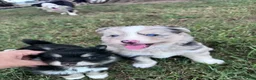Pomsky dogs for sale: June Carter - Ad 5