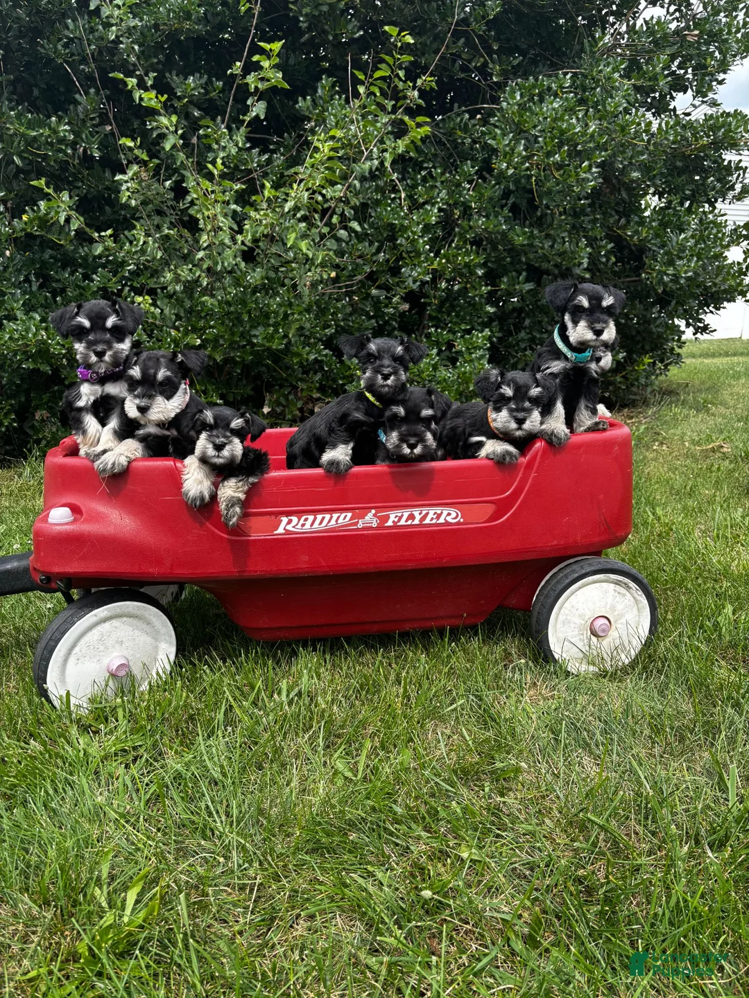 Miniature Schnauzer dogs for sale: Rocky - Ad 17