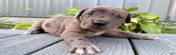Great Dane dogs for sale: Andy  - Ad 1