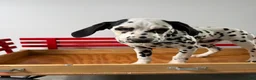 Dalmatian dogs for sale: Talia - Ad 3