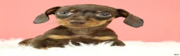 Miniature Dachshund dogs for sale: Scarlett 🌹 - Ad 8