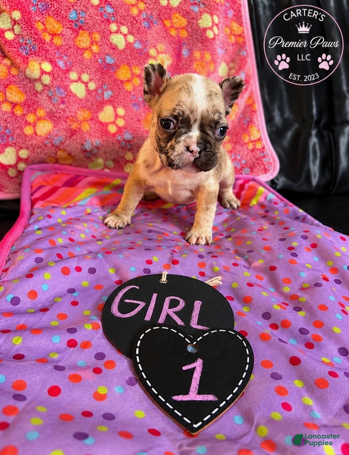 French Bulldog dogs French Bulldog 1 babe - Ad 1