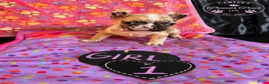 French Bulldog 1 babe