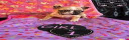 French Bulldog dogs for sale: French Bulldog 1 babe - Ad 1