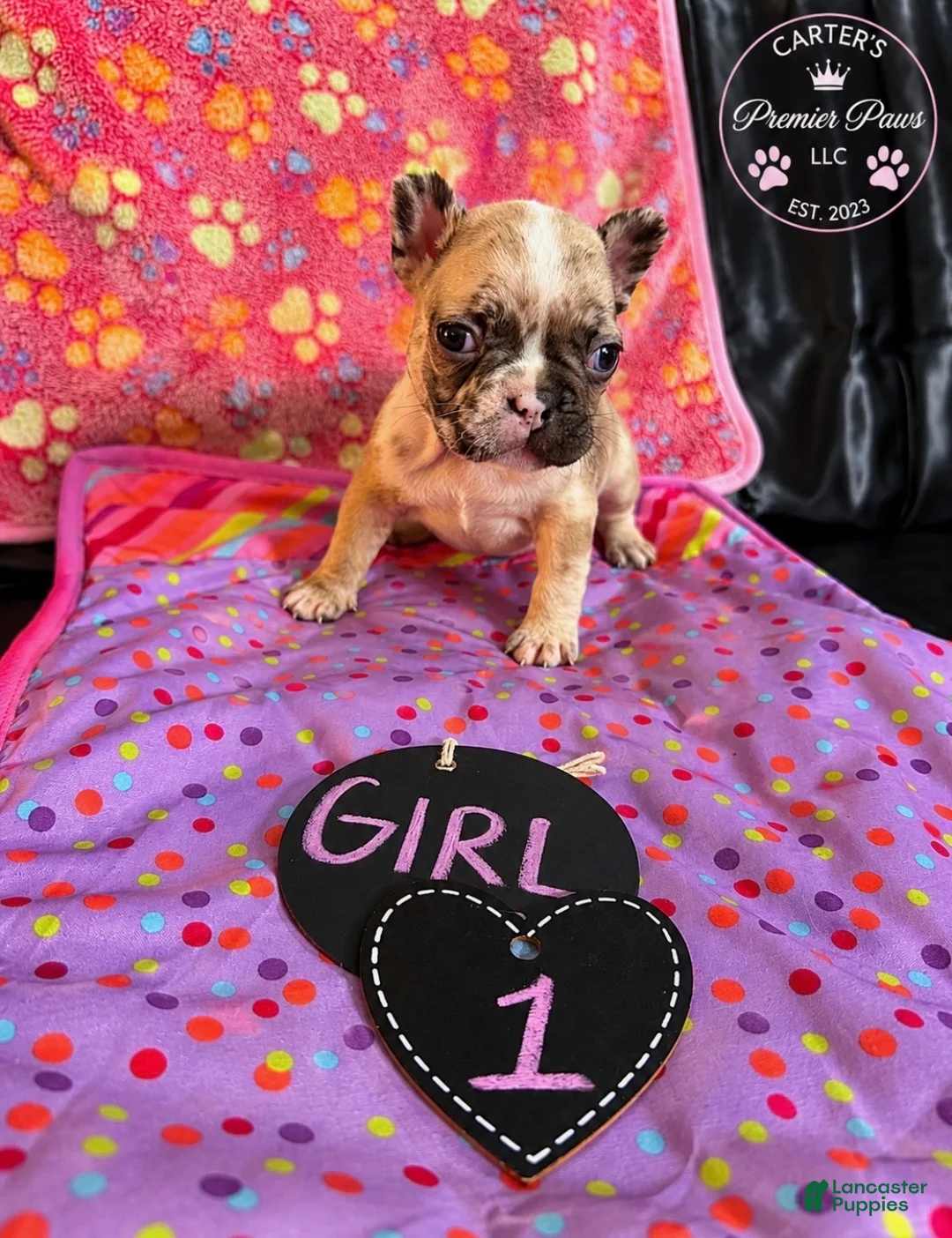 French Bulldog dogs for sale: French Bulldog 1 babe - Ad 1
