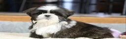 Shih Tzu dogs for sale: Stanlee - Ad 18