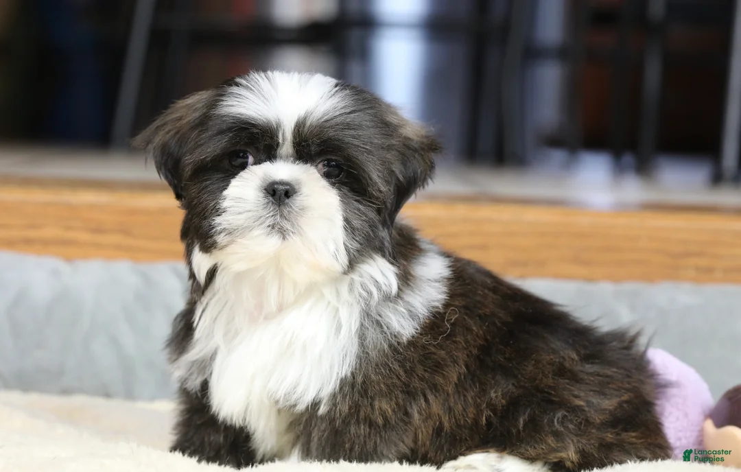 Shih Tzu dogs for sale: Stanlee - Ad 18