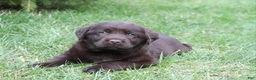 Labrador Retriever dogs for sale: Rocky - Ad 5