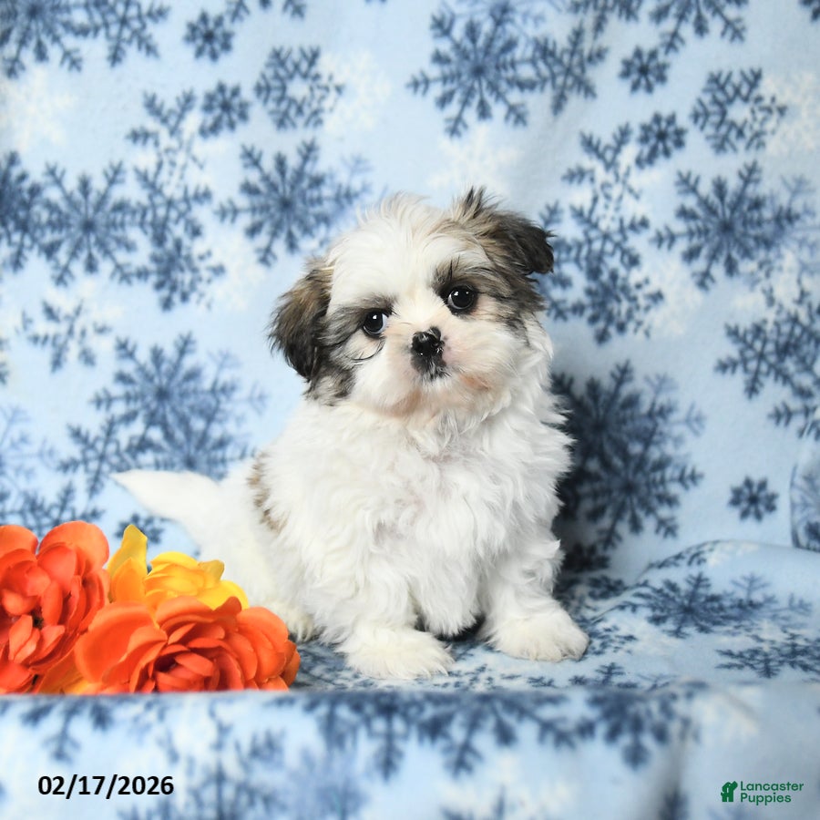 Teddy Bear dogs Mandy - Ad 1