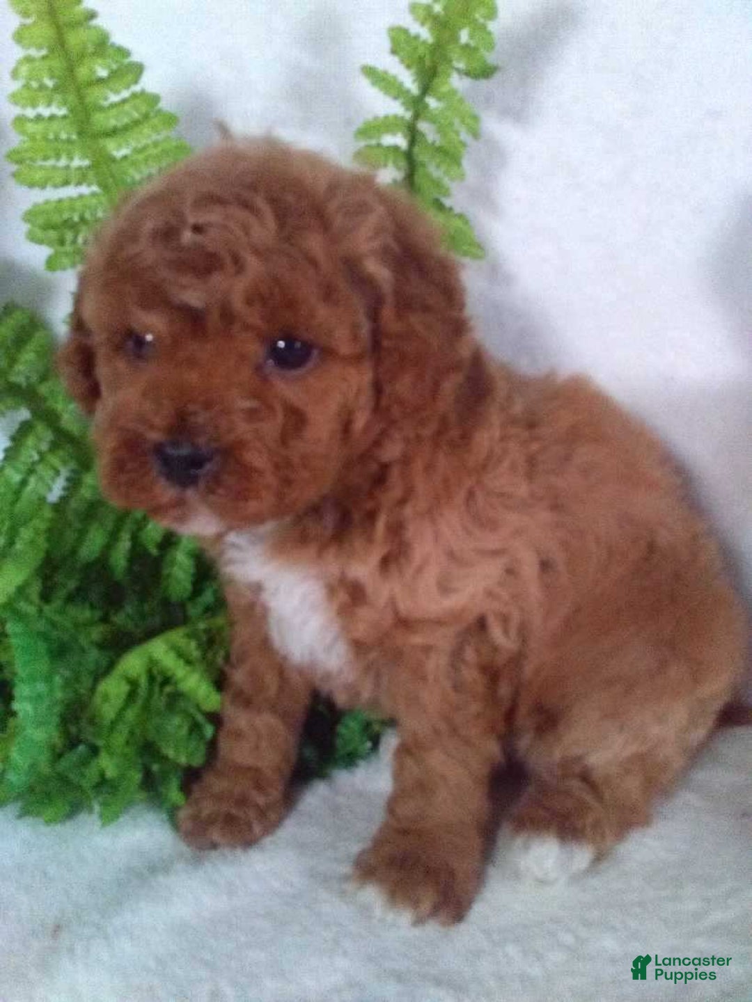 Cavapoo dogs for sale: Jasper - Ad 5