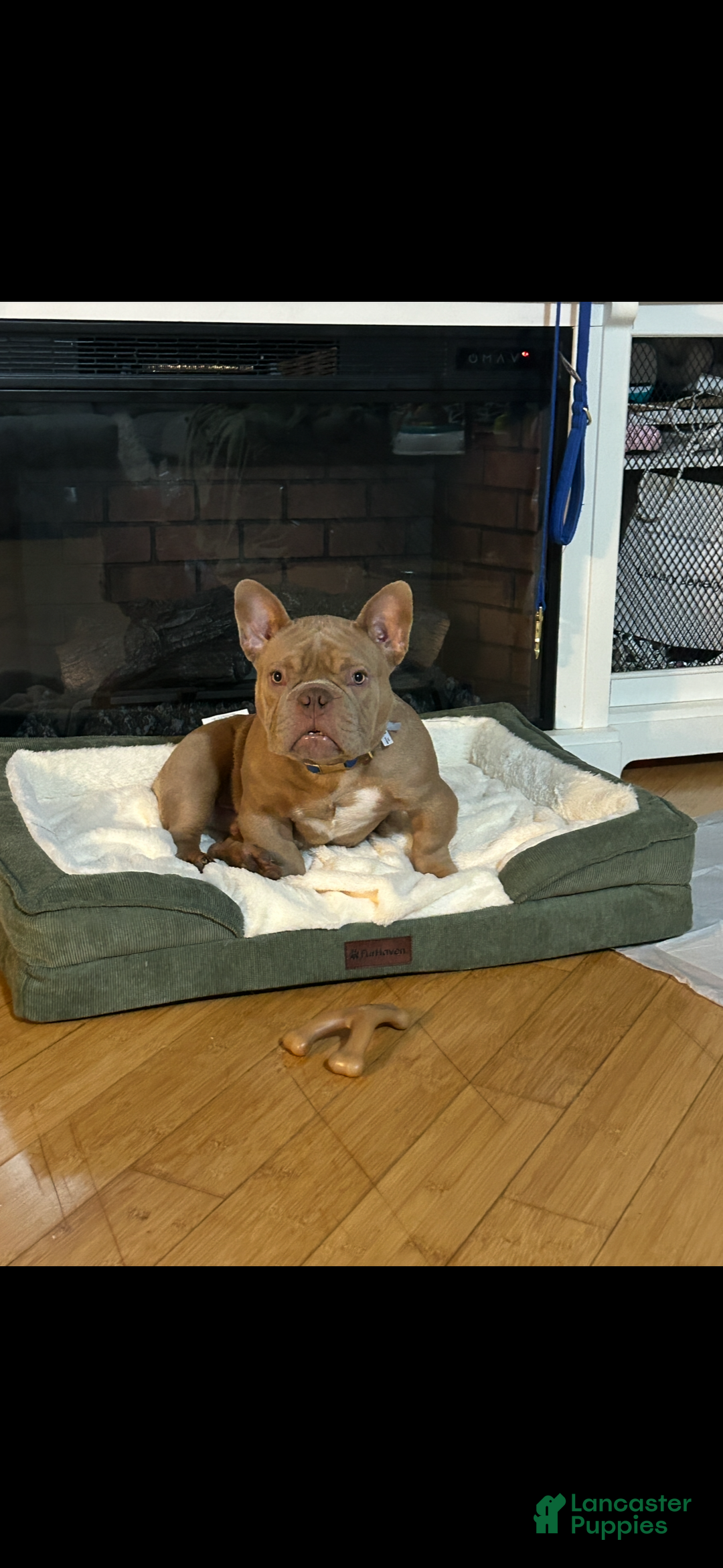 American Bully dogs for sale: American Bully Puppy 1 - Ad 4