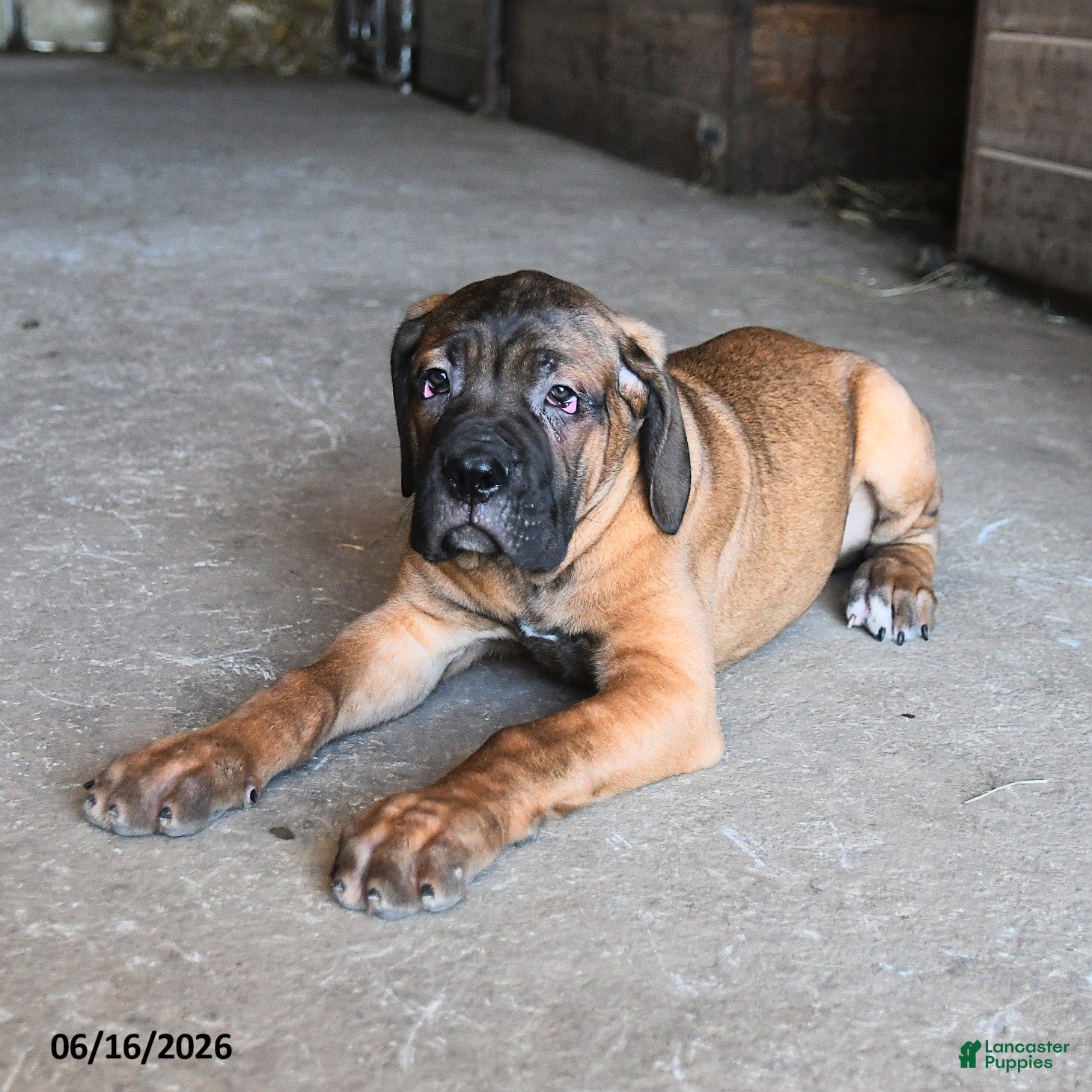 Cane Corso dogs Icon - Ad 2