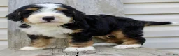 Bernedoodle dogs for sale: Raylon - Ad 6