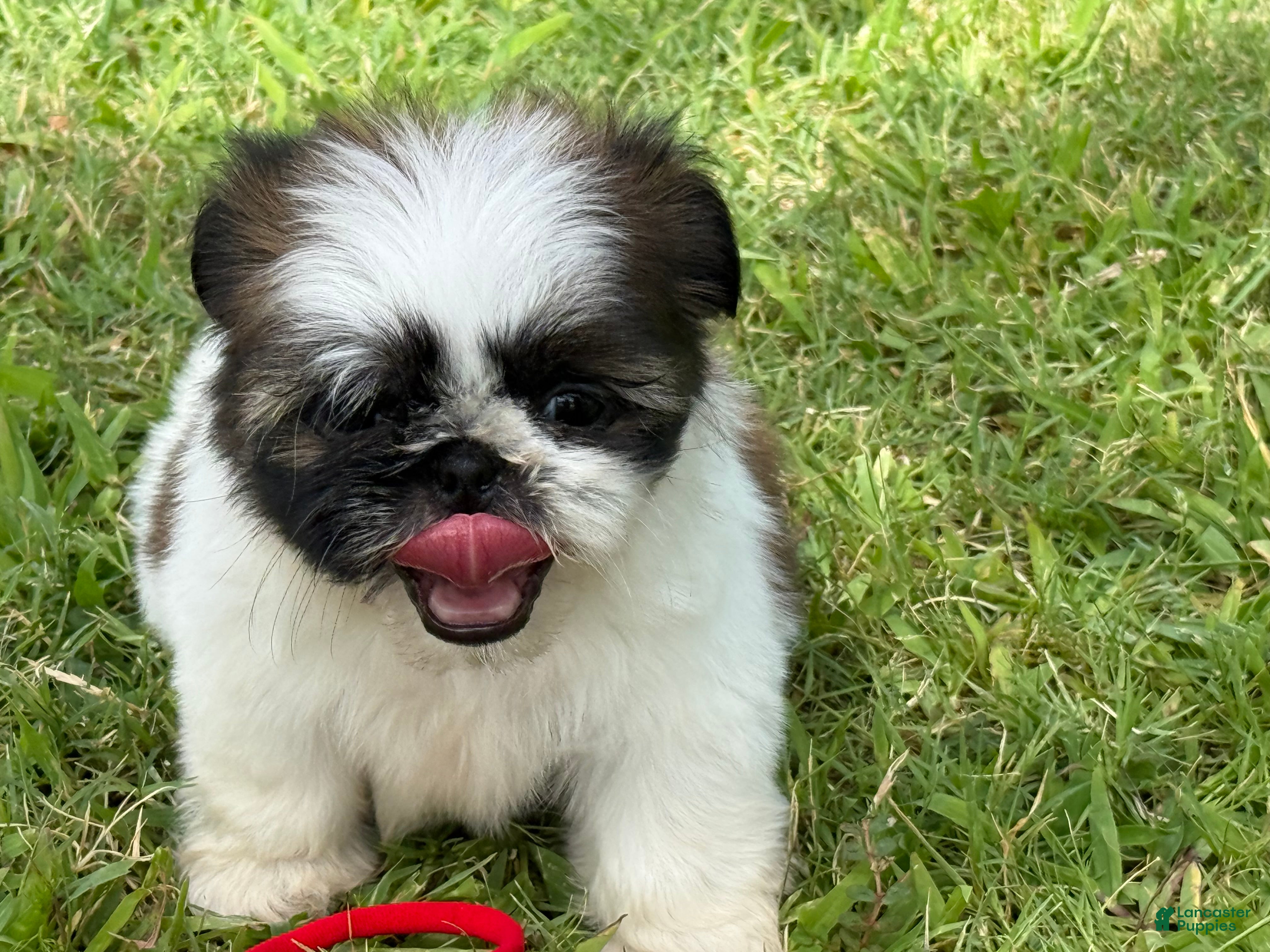 Shih Tzu dogs Mimi  - Ad 21