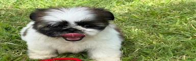 Mimi 