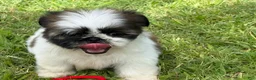 Shih Tzu dogs for sale: Mimi  - Ad 1