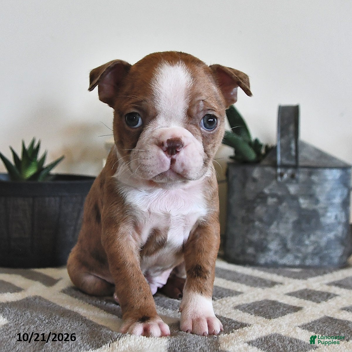 Boston Terrier dogs for sale: Barney - Ad 2