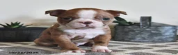 Boston Terrier dogs for sale: Barney - Ad 2