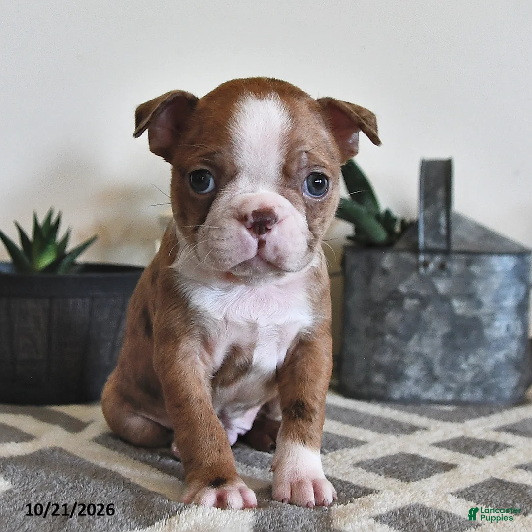 Boston Terrier dogs for sale: Barney - Ad 2