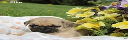 Pug dogs for sale: Ellie - Ad 1
