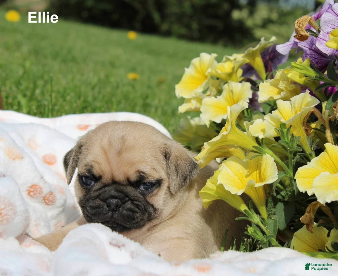 Pug dogs for sale: Ellie - Ad 1