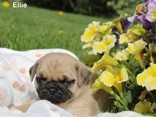 Pug dogs for sale: Ellie - Ad 2