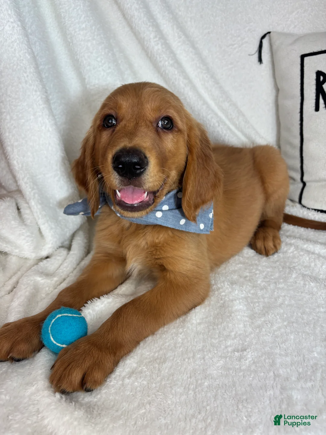 Golden Retriever dogs for sale: Gismo - Ad 1