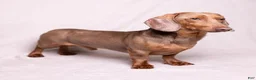 Miniature Dachshund dogs for sale: Canyon - Ad 8