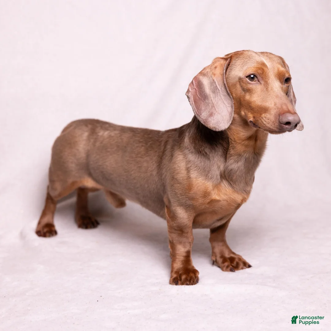 Miniature Dachshund dogs for sale: Canyon - Ad 8