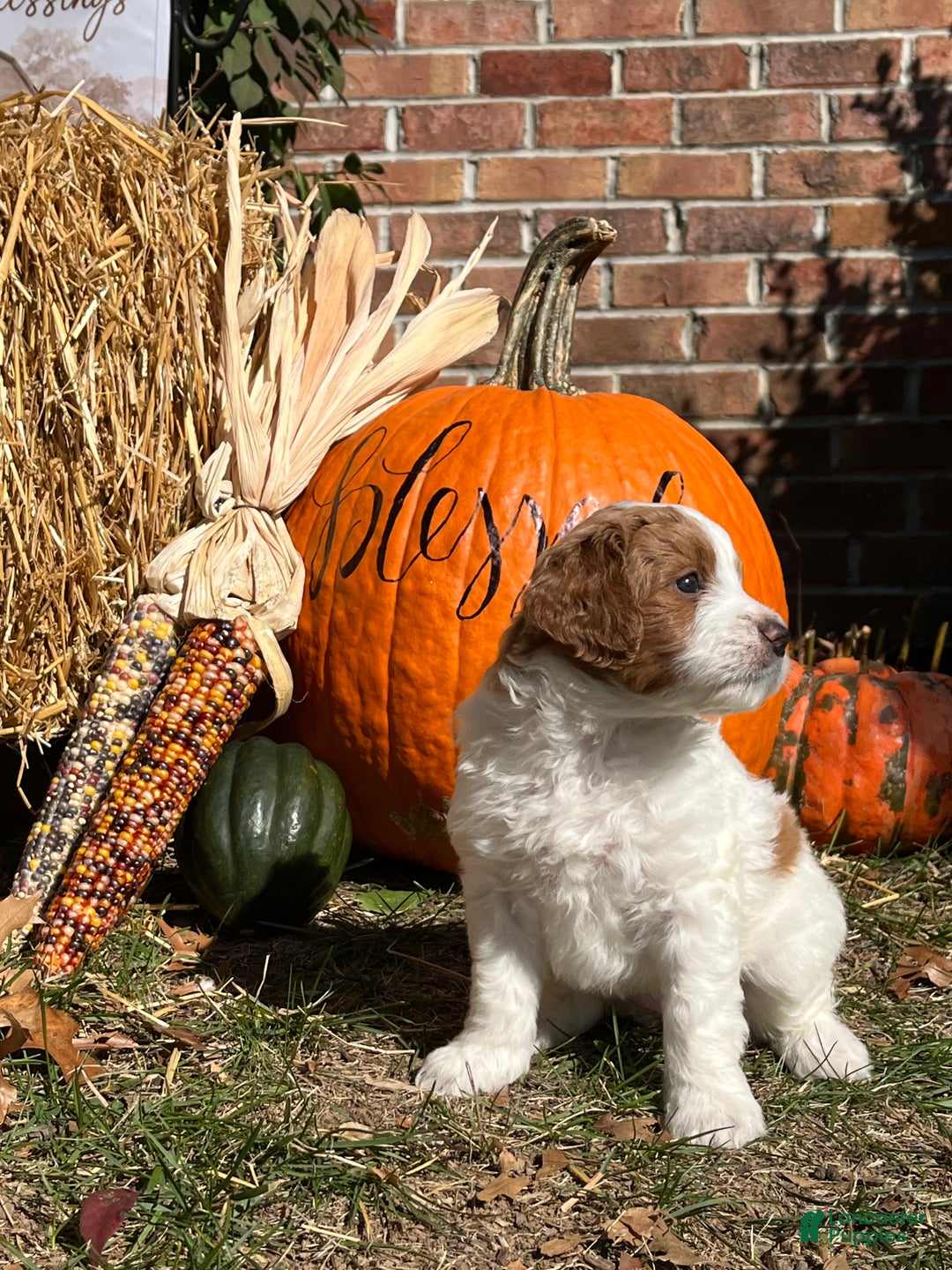 Mini Bernedoodle dogs for sale: Caramel - Ad 5