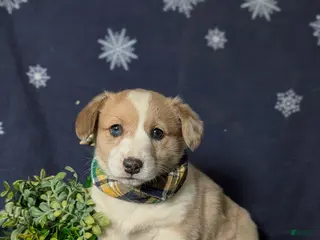 Welsh Corgi Pembroke dogs for sale: Geoffrey - Ad 3