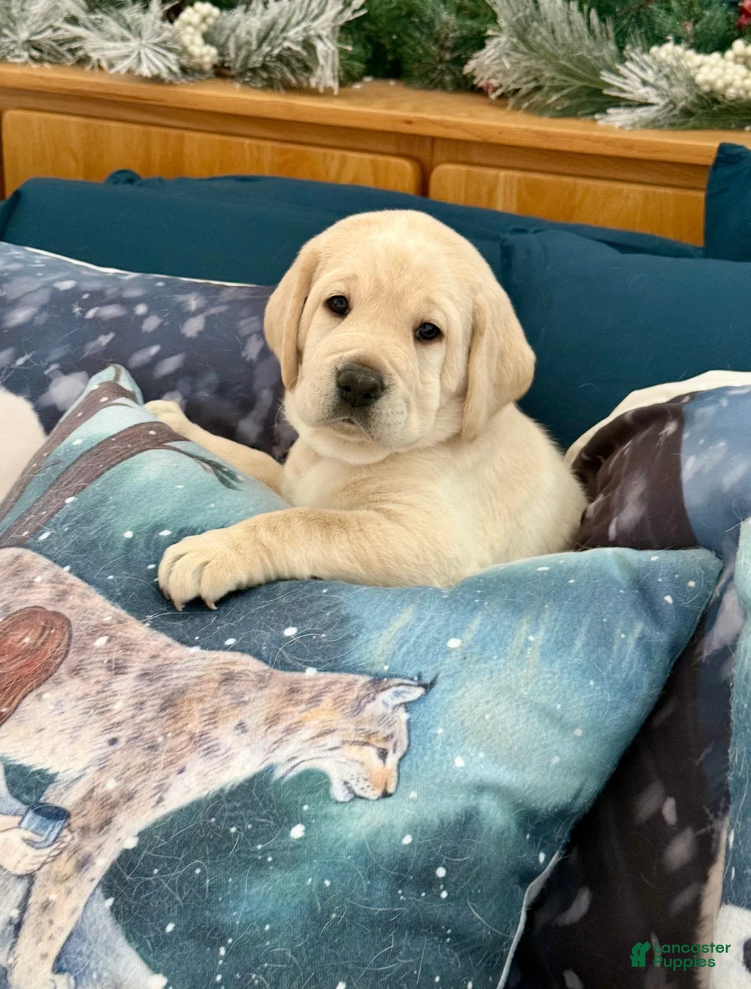 Labrador Retriever dogs for sale: Labrador Retriever Puppy 3 - Ad 1