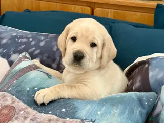 Labrador Retriever dogs Labrador Retriever Puppy 3 - Ad 27