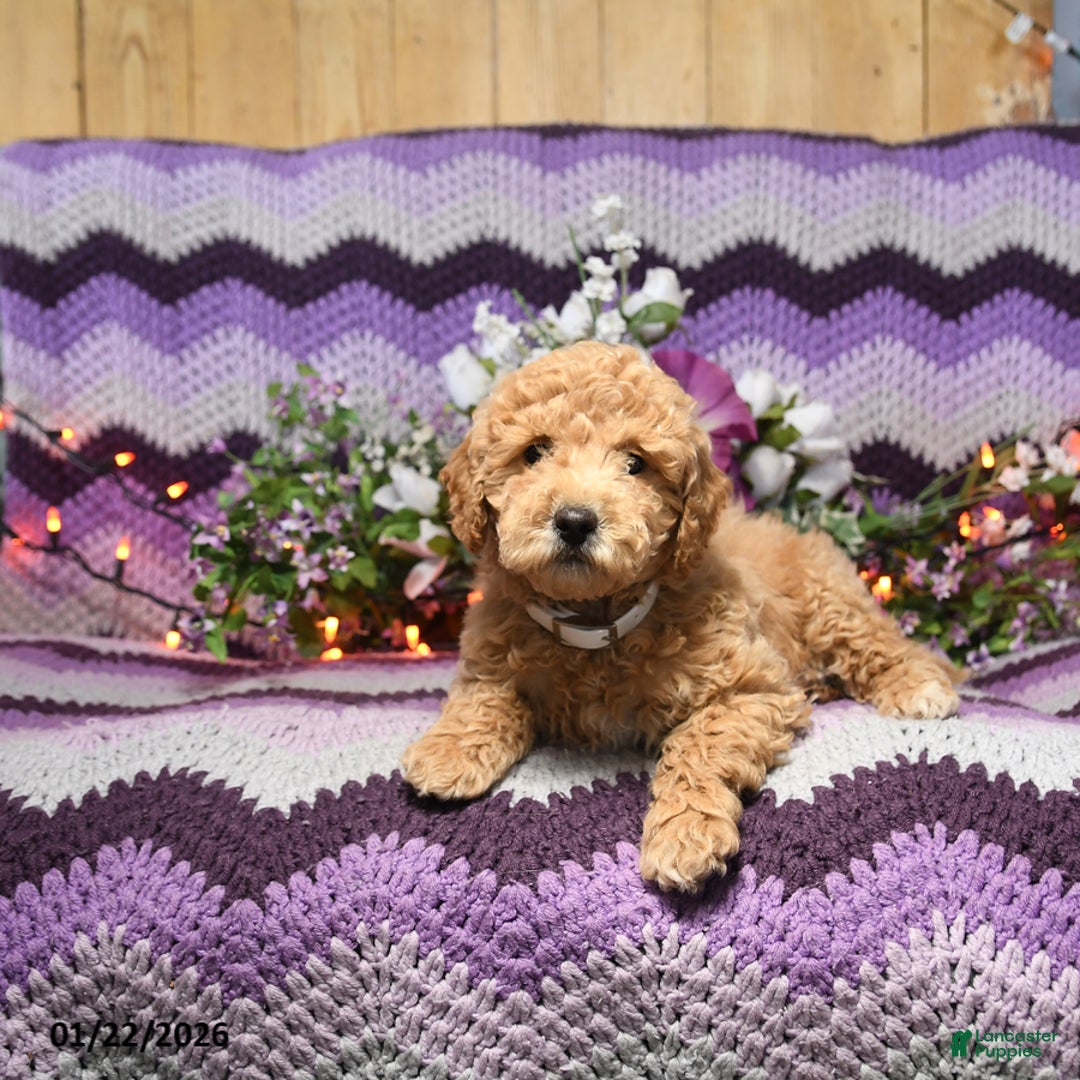 Mini Goldendoodle dogs for sale: Ivy - Ad 3