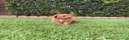 Toy Poodle dogs for sale: Toy Poodle 5 - named Cinnamon  - Ad 2