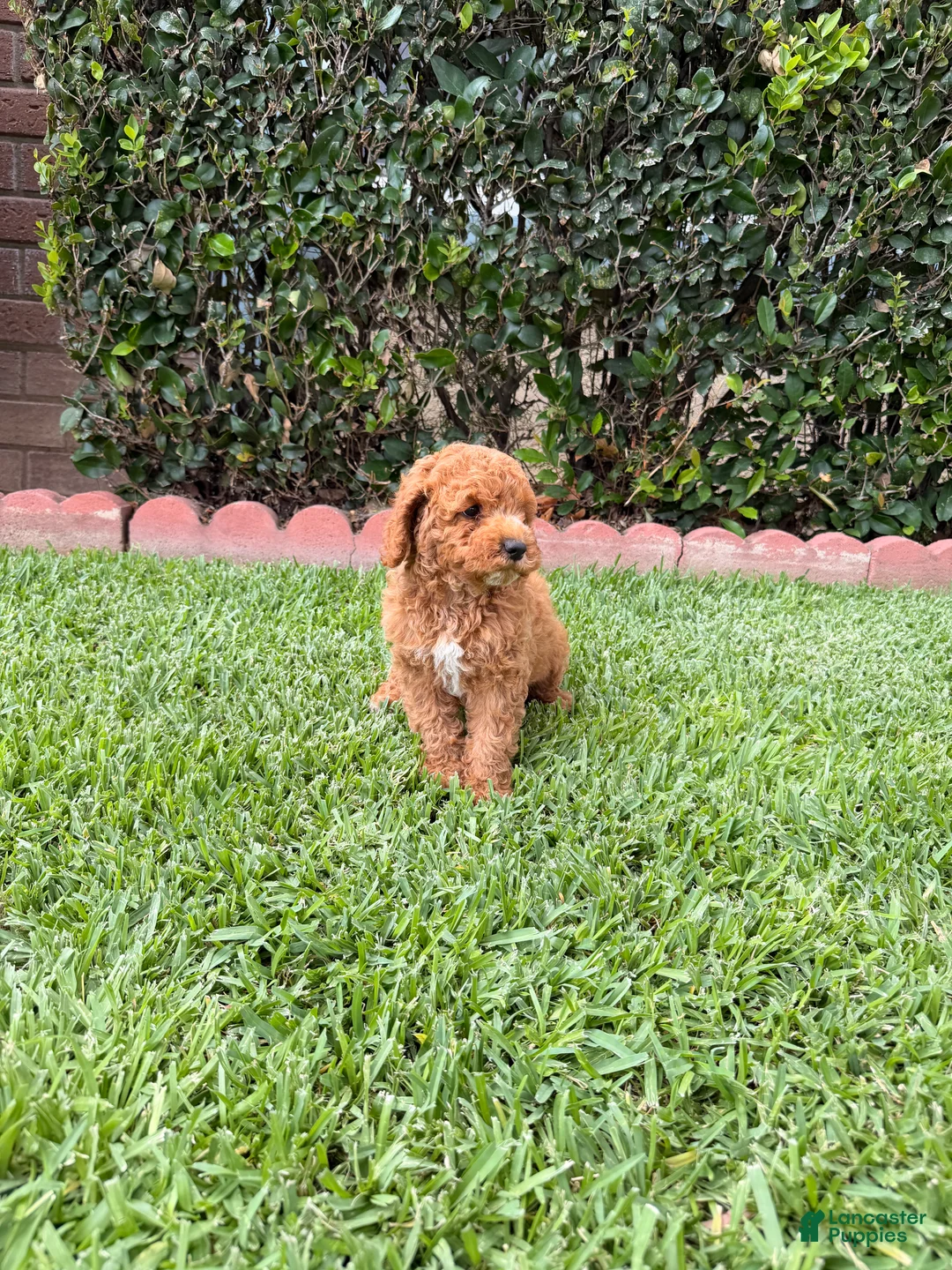 Toy Poodle dogs for sale: Toy Poodle 5 - named Cinnamon  - Ad 2