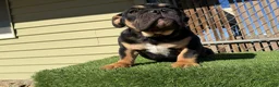 English Bulldog dogs for sale: KINGSTON – Black Tan Tri Loverboy in LA, CA - Ad 7
