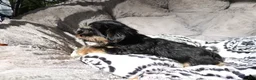Shorkie dogs for sale: Blair - Ad 4