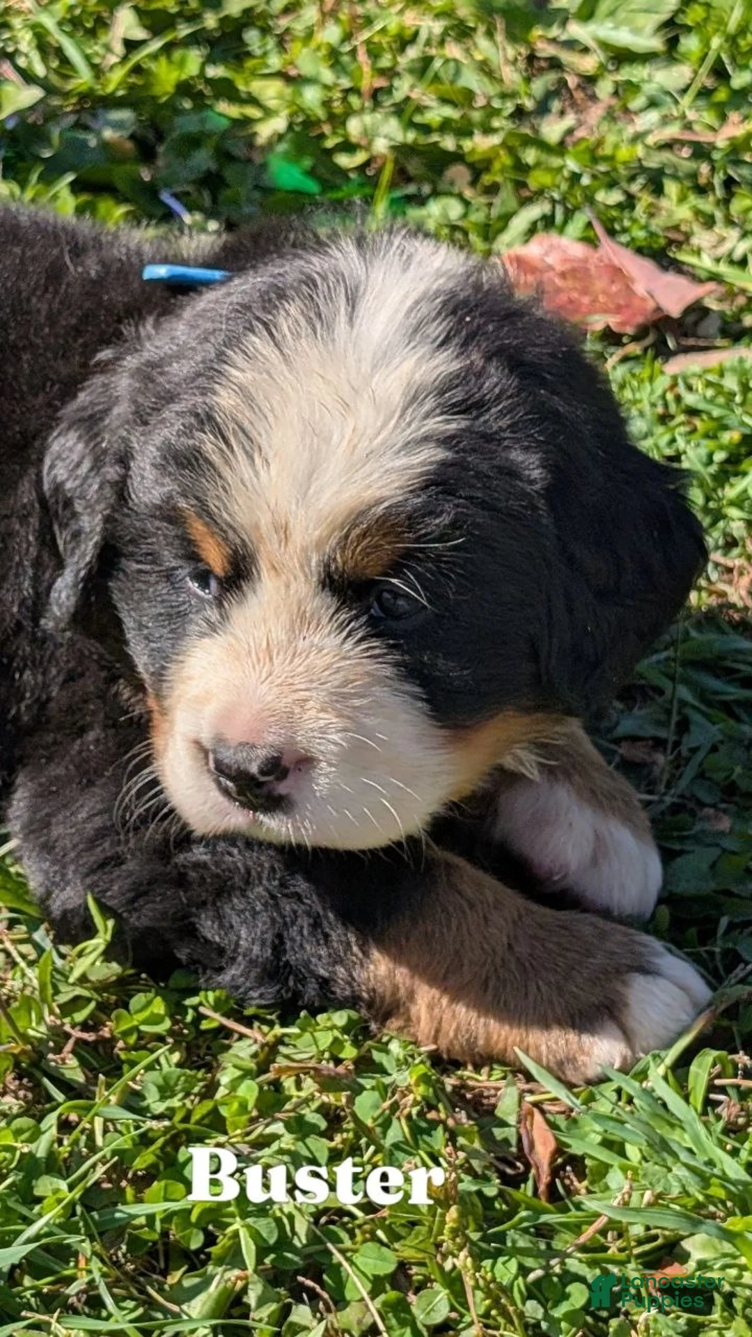 Bernese Mountain Dog dogs for sale: Buster - Ad 1