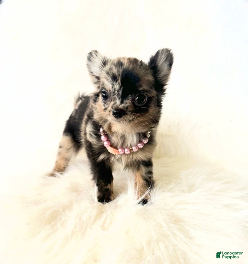 Chihuahua dogs Honey - Ad 13