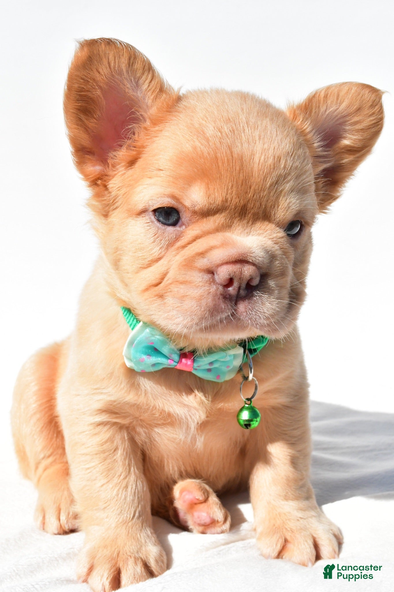 French Bulldog dogs Phoenix  - Ad 1