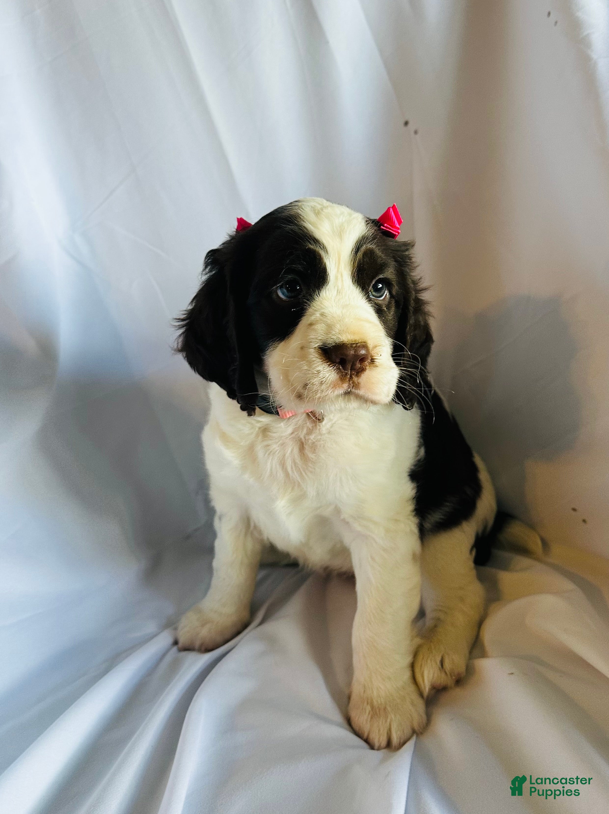 English Springer Spaniel dogs for sale: English Springer Spaniel 1 - Ad 4