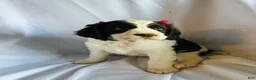 English Springer Spaniel dogs for sale: English Springer Spaniel 1 - Ad 1