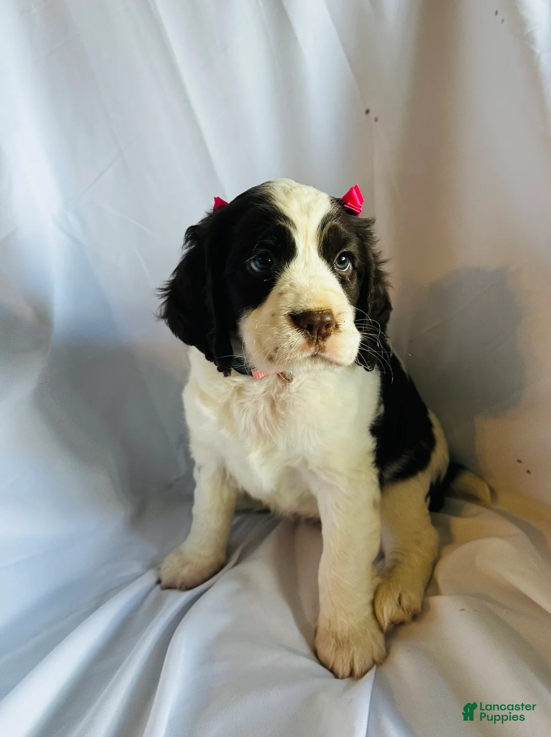English Springer Spaniel dogs for sale: English Springer Spaniel 1 - Ad 1