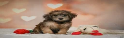 Yorkiepoo dogs for sale: Buttercup - Ad 10