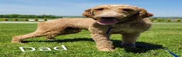 Goldendoodle dogs for sale: Lara  - Ad 9