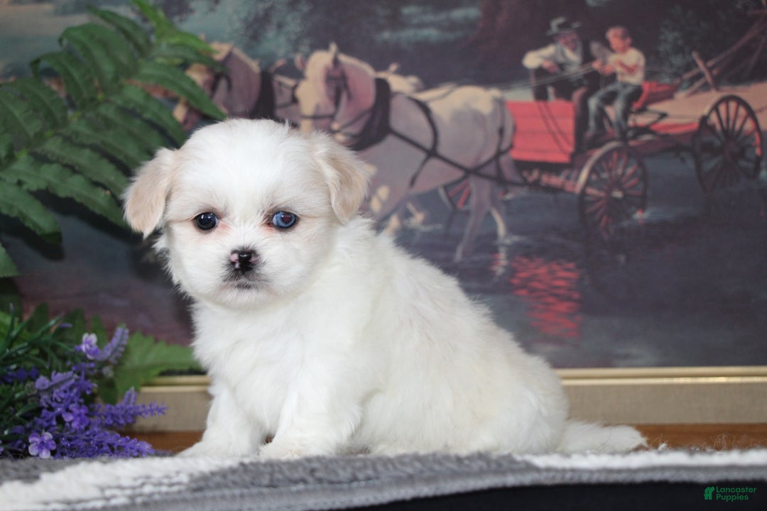 Shih Tzu dogs for sale: Pippin - Ad 5